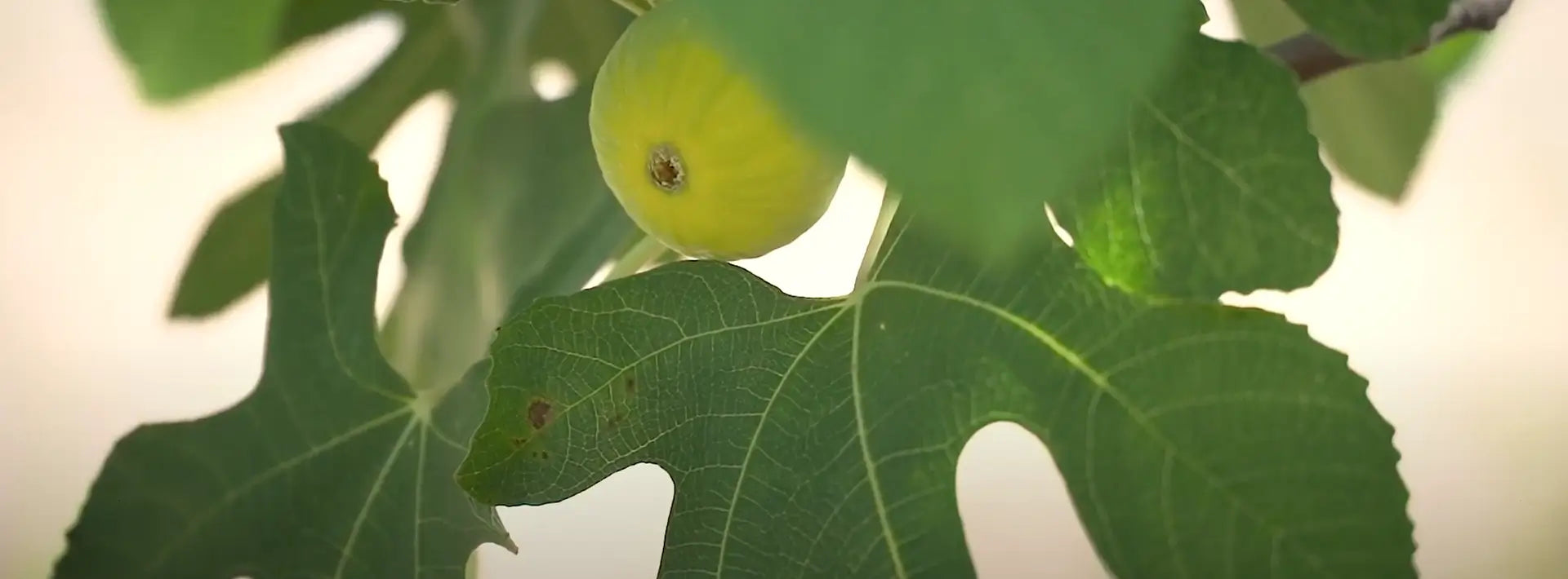 THE PLANT THAT STARTED IT ALL: THE FIG TREE